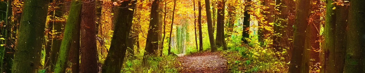 Schöner Waldweg