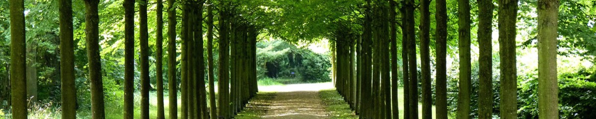 Schöner Waldweg