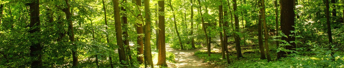 Schöner Waldweg